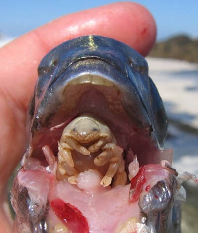 Cymothoa exigua