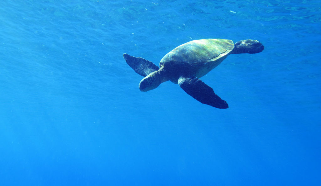 green sea turtle