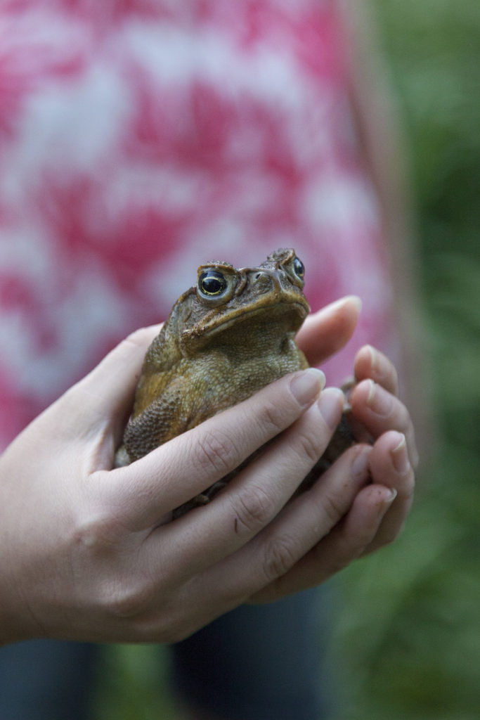 Toad on the trail