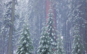 Redwood Mountain