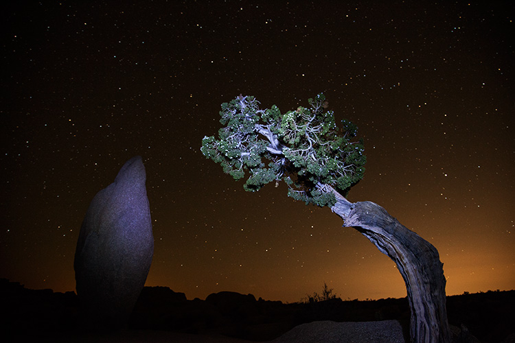 Joshua Tree